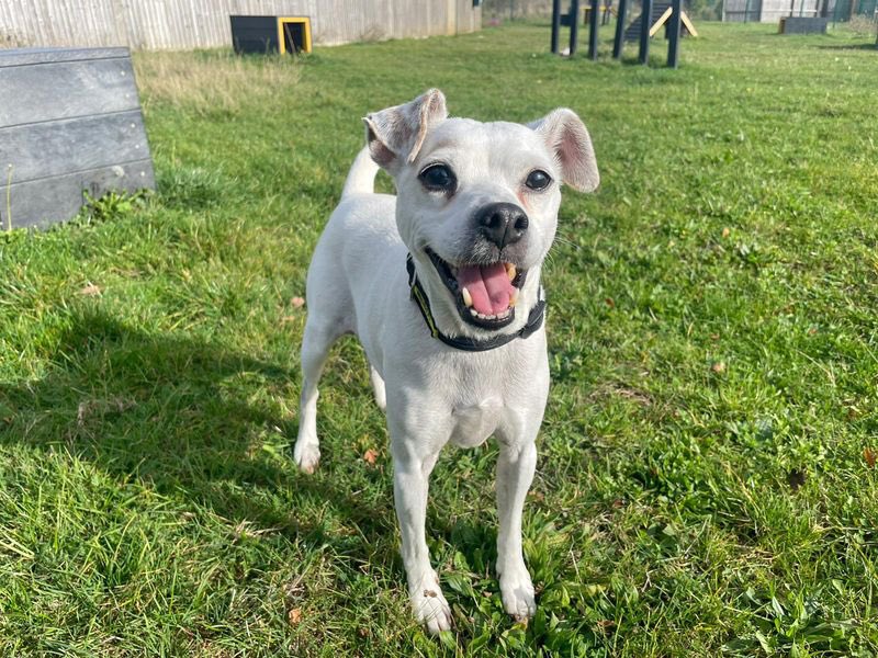 DT_Essex's tweet photo. New to the website this week! 📣

Meet Axel: https://t.co/BXJHLRrmqn

Meet Bart: https://t.co/e1nRUinPPJ

Meet Myla: https://t.co/EvCJ2ljfjb

Meet Poppy: https://t.co/OKtFUe24pe 

All these cuties are looking for homes now! 🏡 @dogstrust https://t.co/vo1CeRuWBC
