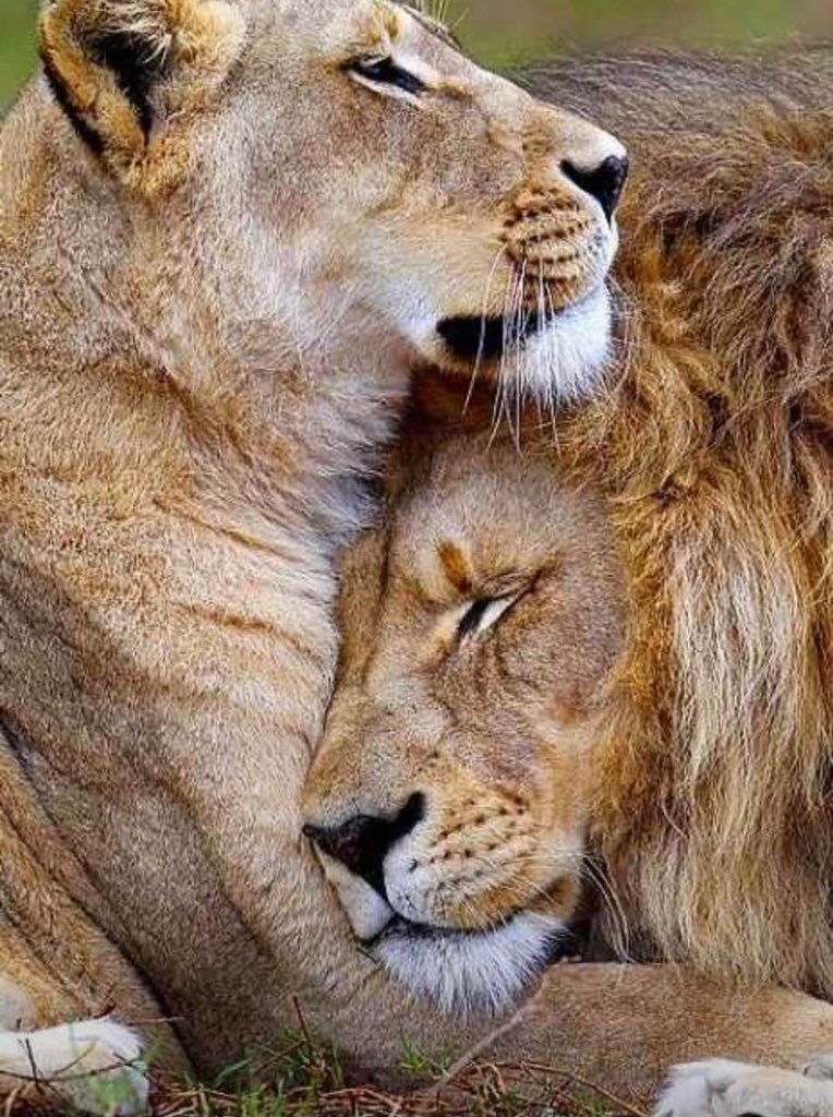 مهما بلغَ المرءُ من القُوَّة
فإنَّه يبقى محتاجاً إلى حضن من يُحِب. 💛