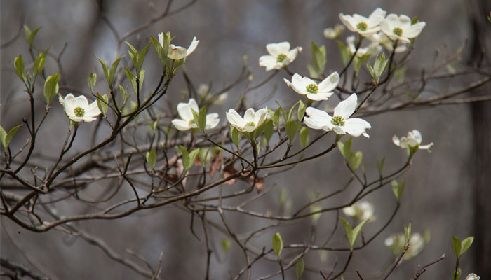 Add Conservation to your Neighborhood - This pre-order program allows landowners the chance to receive tree and shrub seedlings in native species naturalized to NYS. Order by March 3. lifeinthefingerlakes.com/add-conservati…