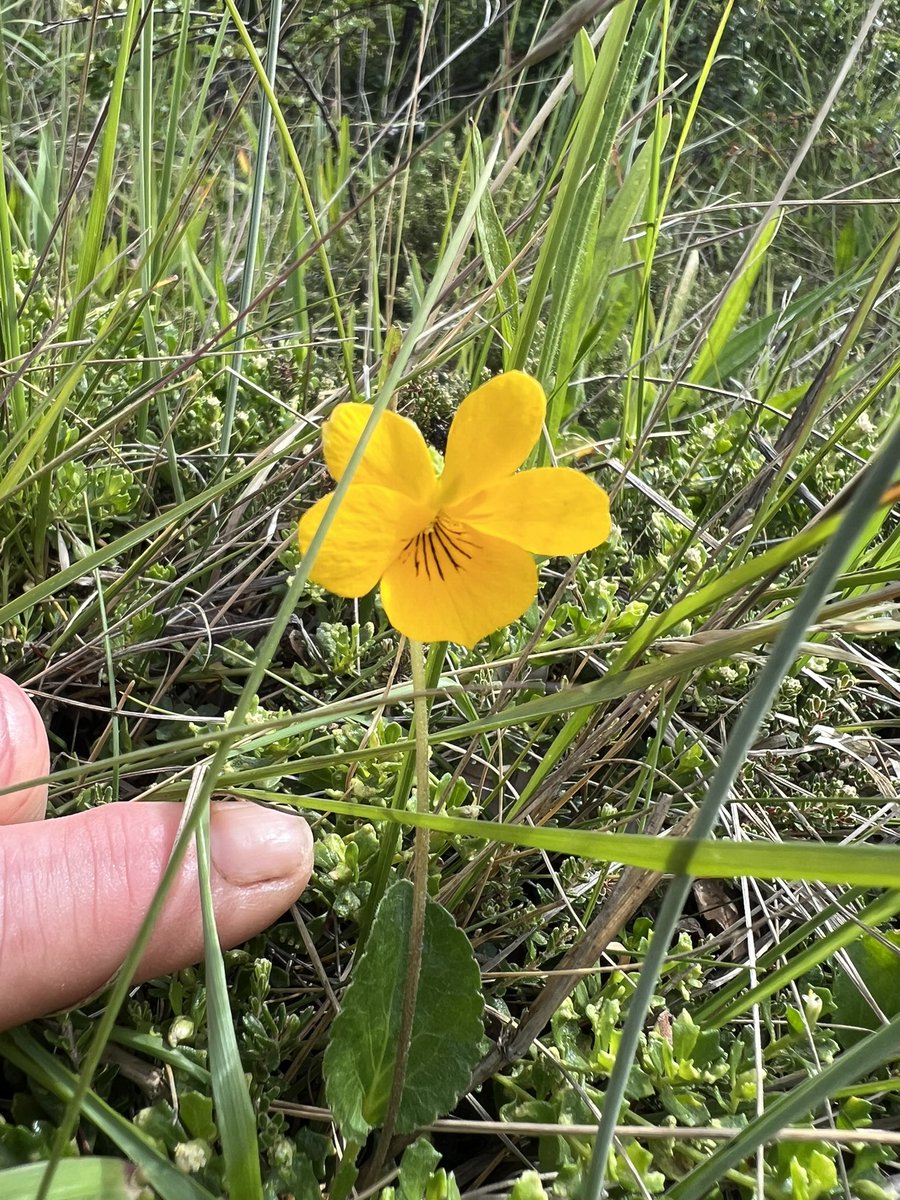 Rosyhardy62's tweet photo. Having been to the end of the world we made to nearly the top of the world @TorresDelPaine0 it was an incredible hike with loads of new plants 🌱 to see #trekking #patagonia #plants #native #Chile #Flowers #friendship https://t.co/UvBA8lazXZ