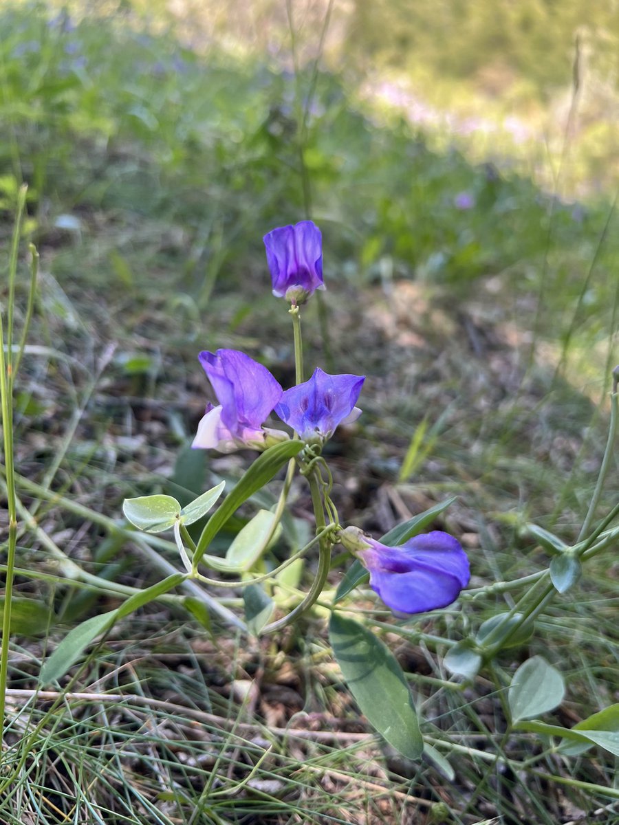 Rosyhardy62's tweet photo. Having been to the end of the world we made to nearly the top of the world @TorresDelPaine0 it was an incredible hike with loads of new plants 🌱 to see #trekking #patagonia #plants #native #Chile #Flowers #friendship https://t.co/UvBA8lazXZ