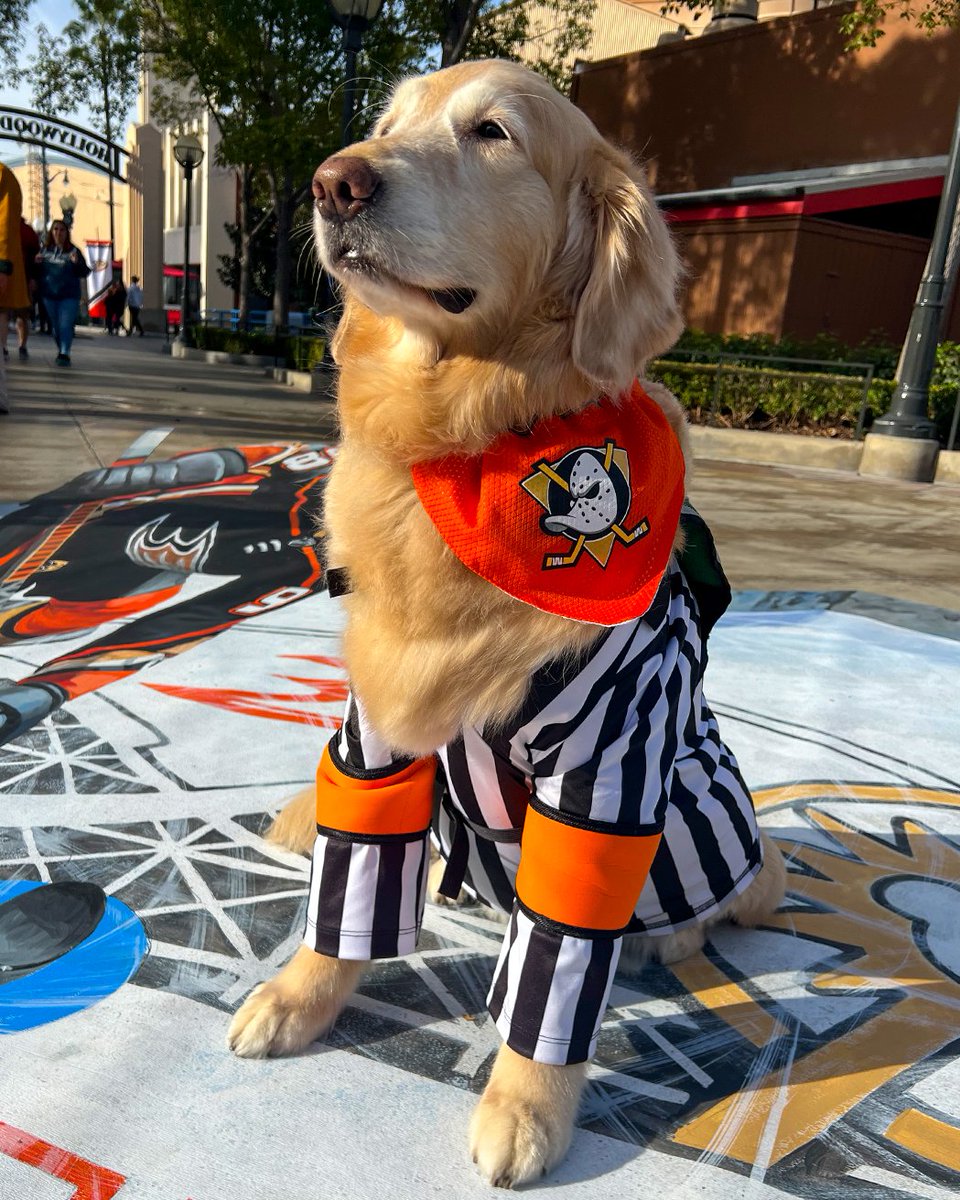 AnaheimDucks's tweet photo. Two minutes for ruffing. 

#AnaheimDucksDay | @disneyland https://t.co/ezGo28qSFA