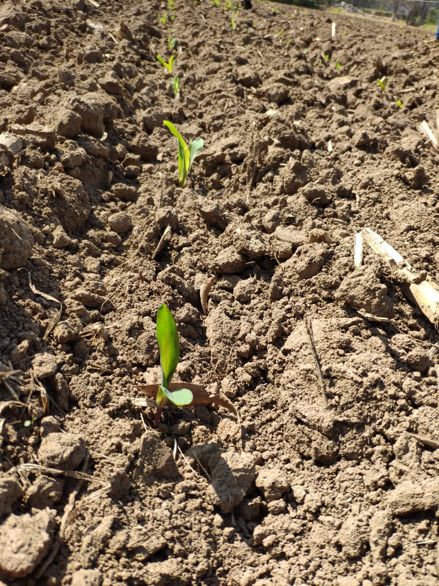 UPFIM_Oficial's tweet photo. Como parte de las actividades de vinculación entre instituciones la #UPFIM y la Universidad Autónoma Agraria Antonio Narro, se implementó el proyecto de colaboración y evaluación 𝐏𝐫𝐨𝐝𝐮𝐜𝐜𝐢𝐨́𝐧 𝐃𝐞 𝐌𝐚𝐢́𝐳, (𝐙𝐞𝐚 𝐦𝐚𝐲𝐬). https://t.co/5WVs4WelQJ