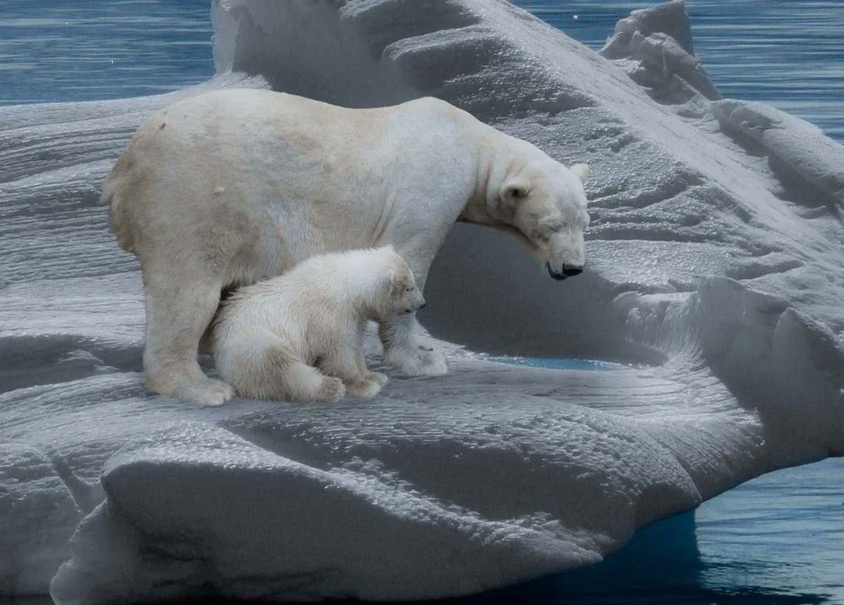 OceanProtectL's tweet photo. Climate cannot Change unless Together we Change https://t.co/fg48O6GMkw #climateaction #climatechange #sustainability #globalwarming #savetheplanet #climate #ecofriendly #climatecrisis #OceanProtectionLeague #LiquidHike #ClimateEmergency #ClimateJustice #ClimateAction https://t.co/2rEAd2vakz