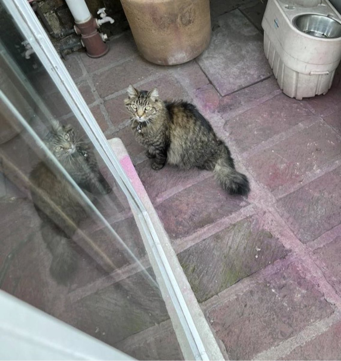RivasArochi's tweet photo. @EnLomasEstrella gatito extraviado se refugia en Cartago 32. Hace una semana lo buscaba un chico de la calle de Antioquia. Por favor compartan. https://t.co/WQC9hVUgJf