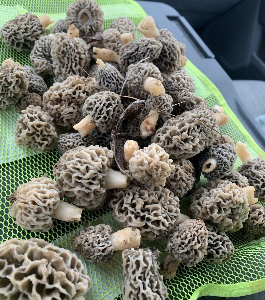 TomFarmhand's tweet image. who’s eaten these?