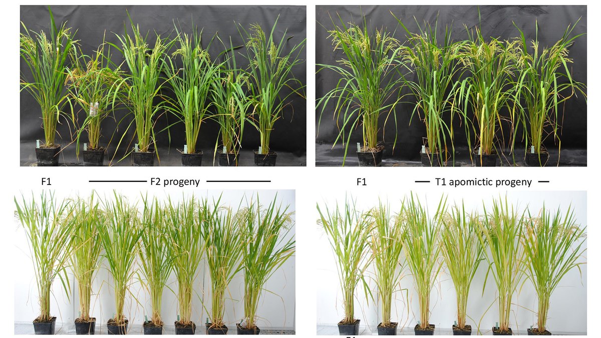 UCDavisPlants's tweet photo. Imtiyaz Khanday &amp; an international team achieved 95% efficiency in #ClonalPropagation to the third generation of hybrid #rice. This #PlantBreeding breakthrough could help feed billions! https://t.co/nZqXarEDzG #apomixis #FeedthePlanet #AgInnovation #1intheWorldPlantSciences https://t.co/EW9sLrowRd