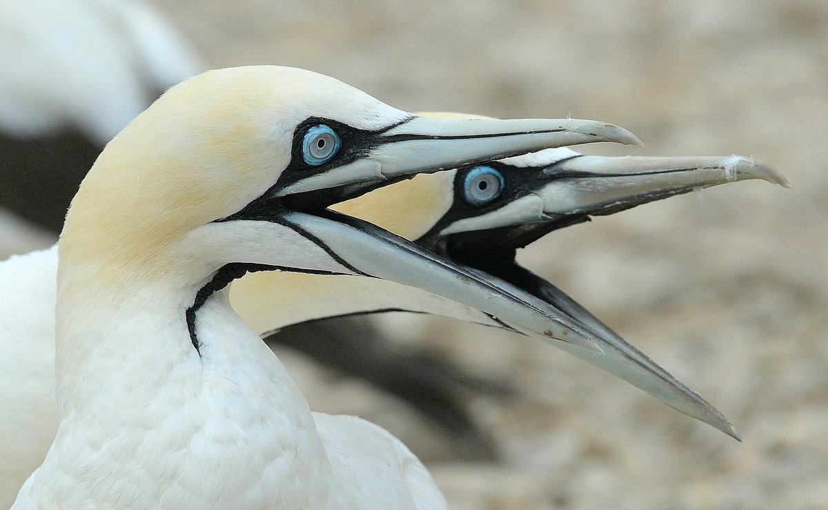 MrPBee's tweet image. Blue eyed Cape Gannet.
When fishing it hits the water at really high speeds and for that reason it's beak has no external nostrils
#capenature