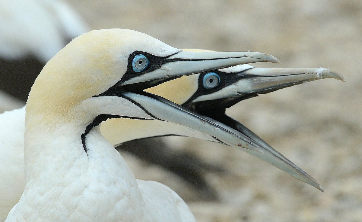 Blue eyed Cape Gannet.
When fishing it hits the water at really high speeds and for that reason it's beak has no external nostrils
#capenature