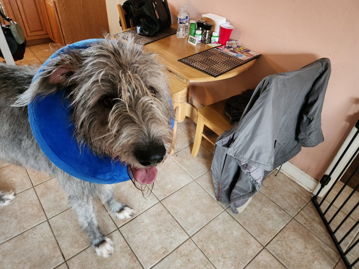 I guess ANY beef product is off the menu.  He chewed beef cheeks for about five days and broke out in this horrible rash.

#dogfoodallergy
#dogallergies
#irishwolfhound
#irishwolfhounds
#irishwolfhoundsoftwitter