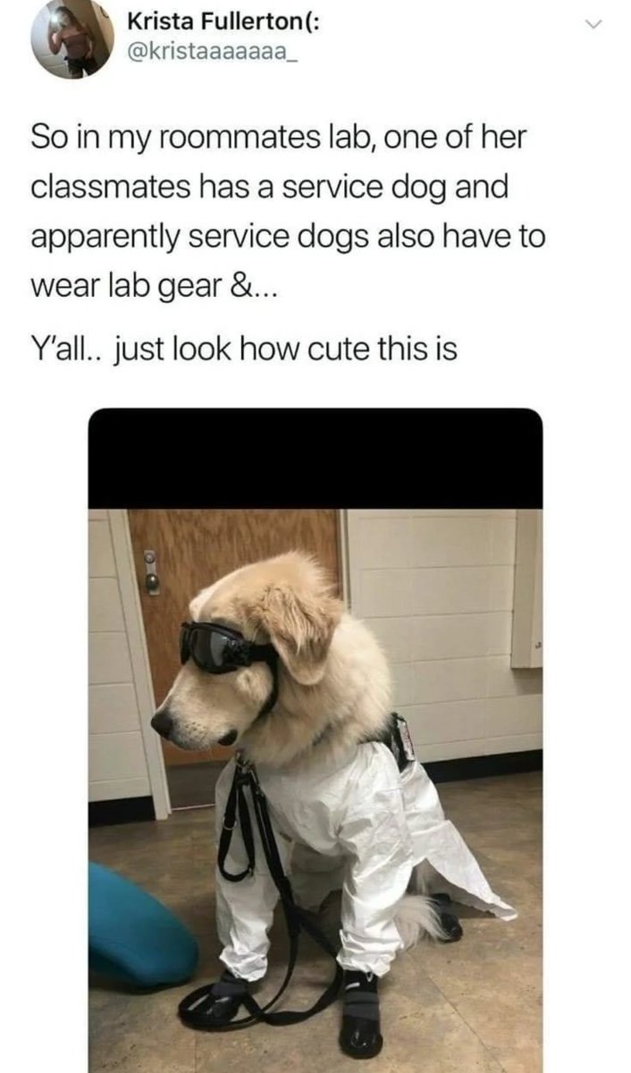 WholesomeMemes tweet media