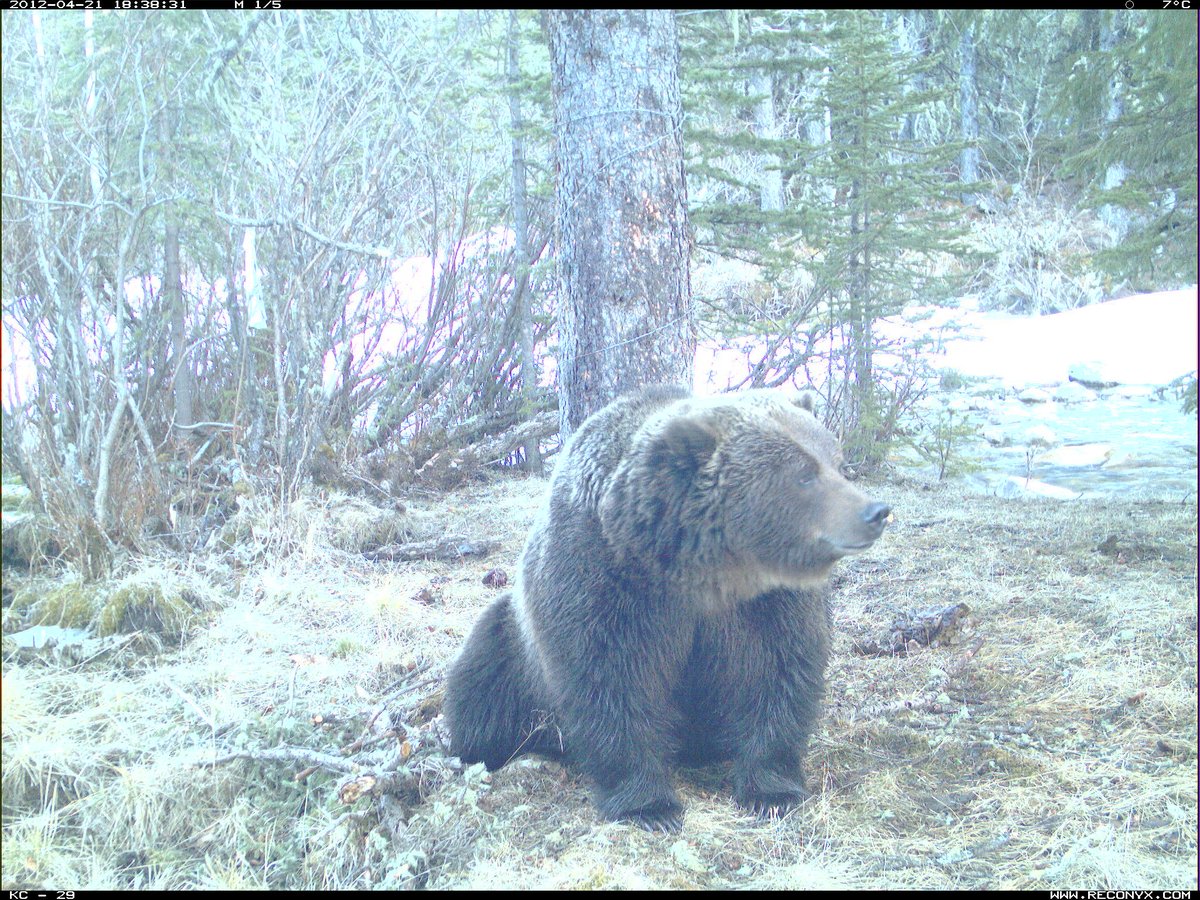 **New paper alert!** 
Rocky Mountains, grizzlies, cougars, wolves, what's not to like?
sciencedirect.com/science/articl…
#cameratrap #mammalwatching #conservation #research 
1/
