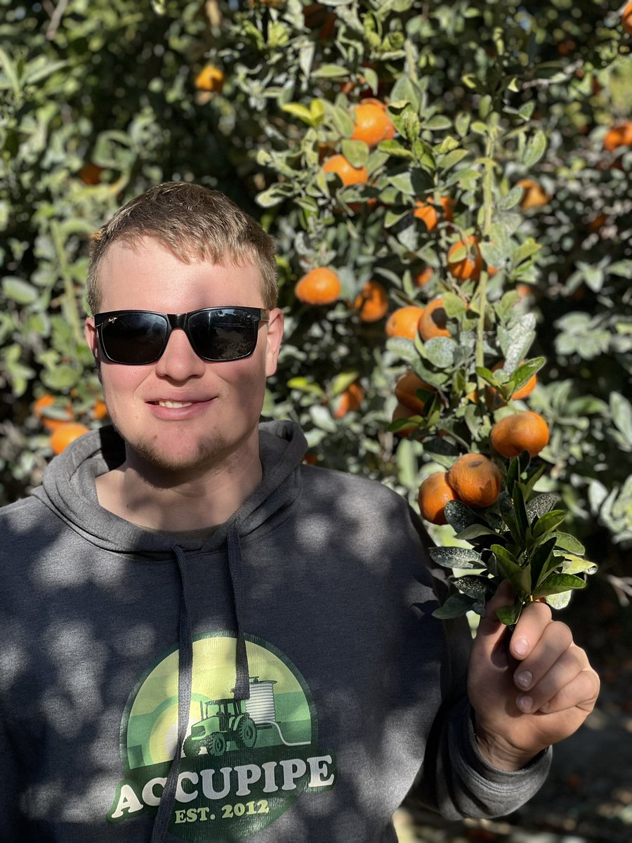 Spring mix lettuce, purple potato sprouts taking off, big cauli heads, and the most awesome roadside mandarin oranges you could possibly steal straight out of another farmers field