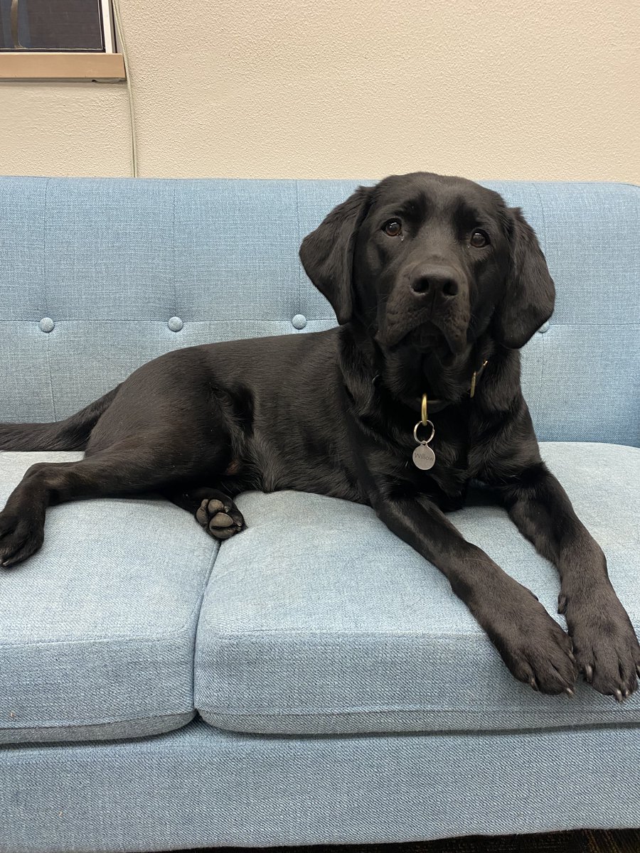 I've seen several 'advice for new asst prof' posts lately. My #1 tip? Bring your dog to the office! 

Perks include:
-daily snuggles and companionship
-regular breaks to take a walk/get fresh air
-popularity among students
-easy excuse for ending a meeting
-automatic mood-booster