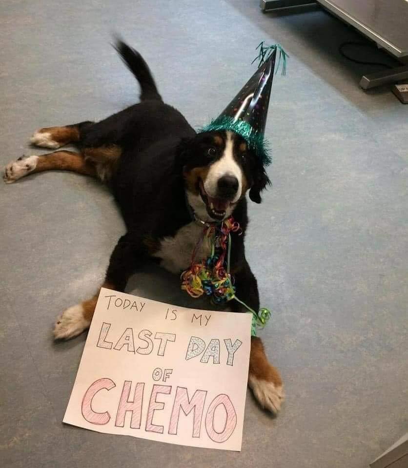 This is Sam. He just made it through chemo and he's celebrating 🥳❤️. Wish him the best !!