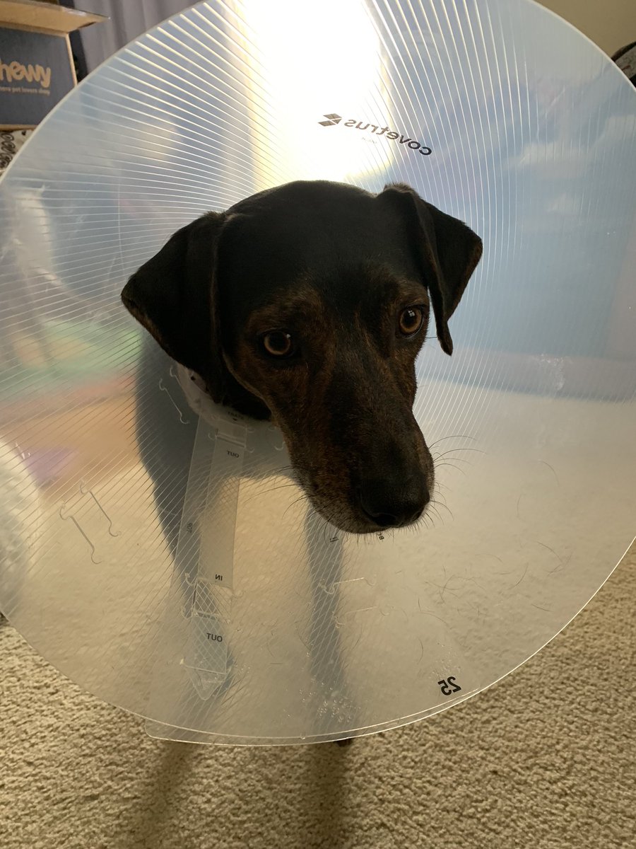 Lucky and Angel Zenith 🌈 tweet media