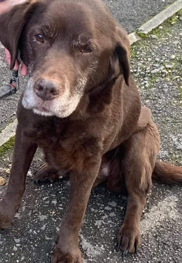 Dog Lovers tweet media