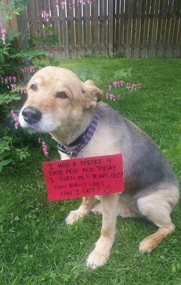 𝕏 Dogs tweet media