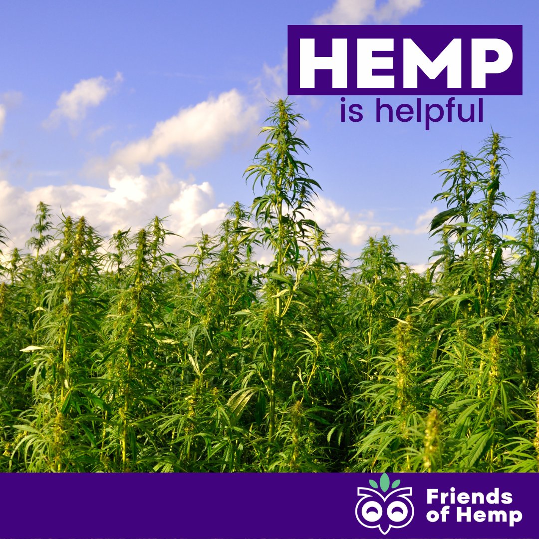 FriendsOfHemp's tweet photo. #Hemp is a #crop that can be grown with minimal #environmental #impact. As a non-food crop, hemp requires few pesticides, herbicides or fertilizers. It also #absorbs #carbon dioxide and emits oxygen, making it an #excellent choice for the environment. Hemp is #everything! https://t.co/9wS1KnX1Bp
