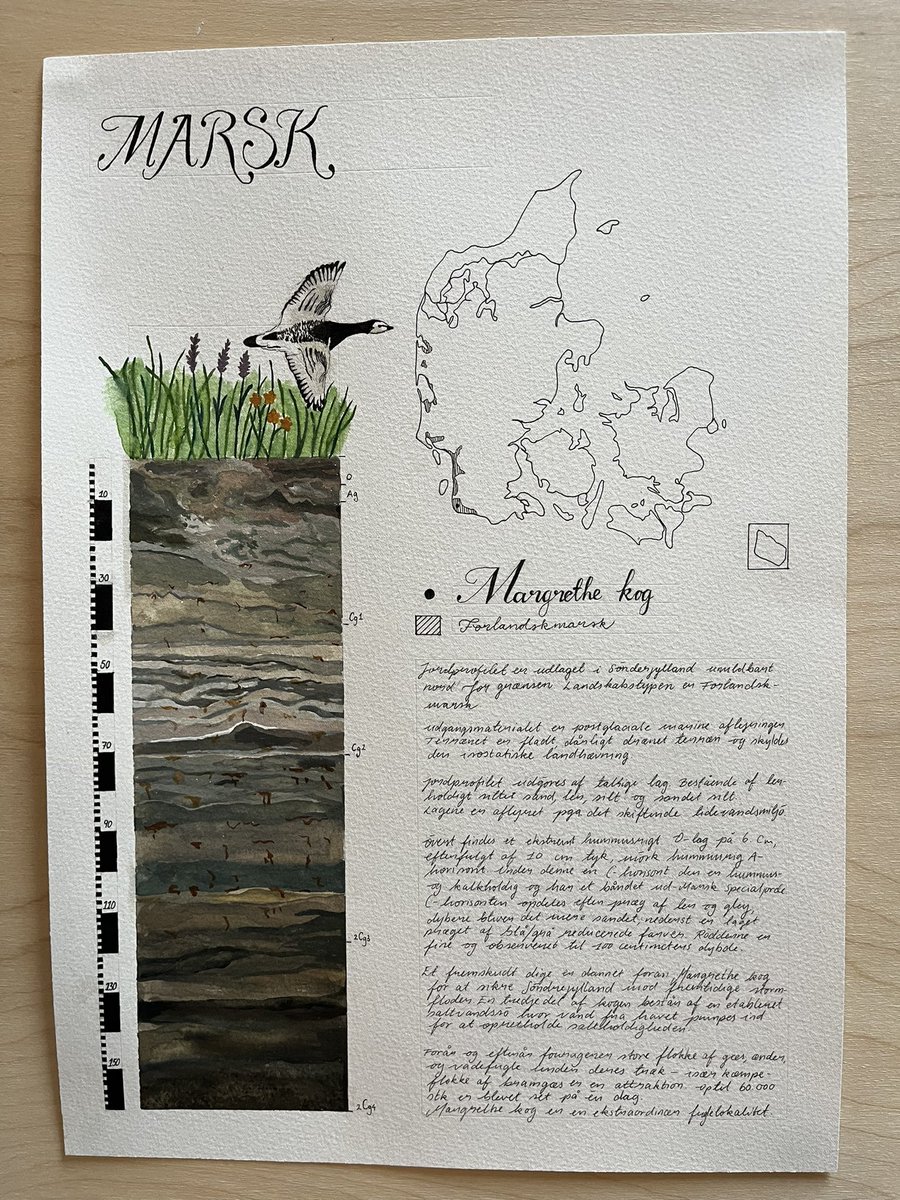RiisSoil's tweet photo. Beautful drawings of Danish soil profiles by our brilliant 1st year landscape architect students at #kbhuni. Drawings cover the wide range of soiltypes found in Denmark. We teach the students soil science through drawing #soilart #soil https://t.co/d2d0KLR44O