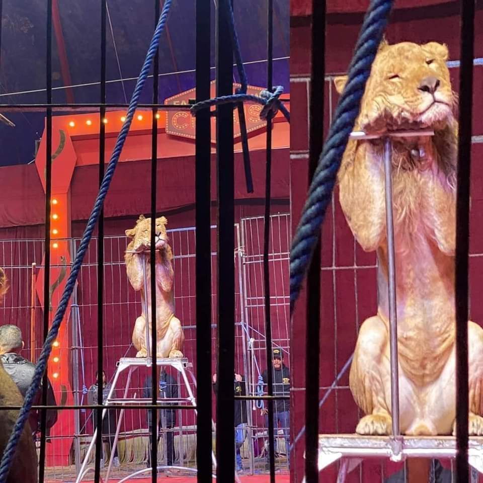 فينا نتفق انه السيرك شي بقرف و حرام هالحيوانات شو بصير فيها؟