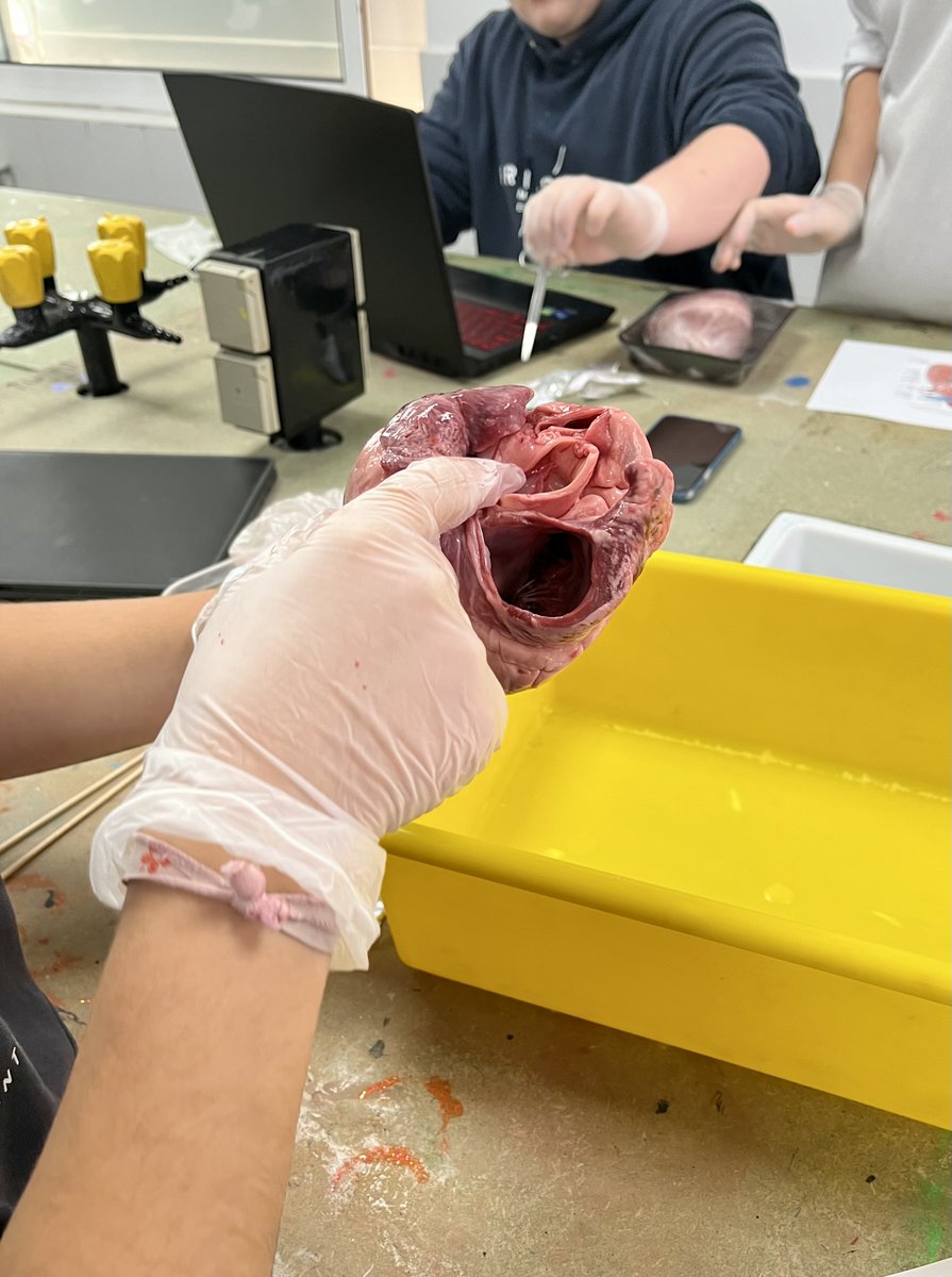 PM_school's tweet photo. A 3r d'ESO ens ho hem passat molt bé disseccionant un cor i un cervell de porc per entendre amb més profunditat l'anatomia i funció d'aquests dos òrgans vitals. 
#ib #ibschool #internationalschool #science #lab #myp #sciencelab #labpractice https://t.co/VLoNRxTlRw