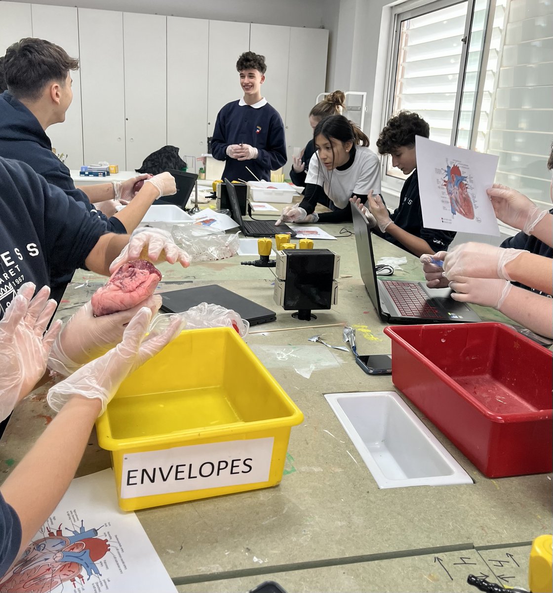 PM_school's tweet photo. A 3r d'ESO ens ho hem passat molt bé disseccionant un cor i un cervell de porc per entendre amb més profunditat l'anatomia i funció d'aquests dos òrgans vitals. 
#ib #ibschool #internationalschool #science #lab #myp #sciencelab #labpractice https://t.co/VLoNRxTlRw