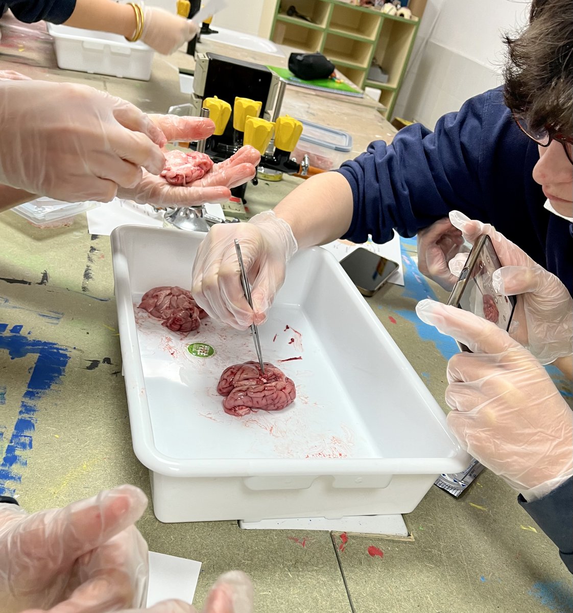 PM_school's tweet photo. A 3r d'ESO ens ho hem passat molt bé disseccionant un cor i un cervell de porc per entendre amb més profunditat l'anatomia i funció d'aquests dos òrgans vitals. 
#ib #ibschool #internationalschool #science #lab #myp #sciencelab #labpractice https://t.co/VLoNRxTlRw