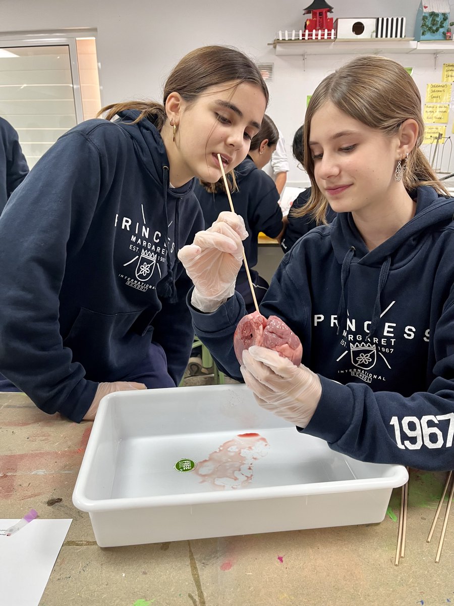 PM_school's tweet photo. A 3r d'ESO ens ho hem passat molt bé disseccionant un cor i un cervell de porc per entendre amb més profunditat l'anatomia i funció d'aquests dos òrgans vitals. 
#ib #ibschool #internationalschool #science #lab #myp #sciencelab #labpractice https://t.co/VLoNRxTlRw