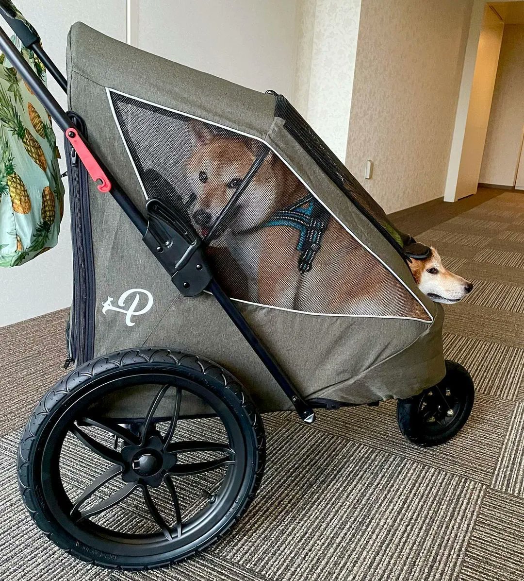 petiquepets's tweet image. Kinda like the show CatDog, but instead it&apos;s DogDog🤣💚

Petique&apos;s Breeze Pet Jogger (The Rolls Royce of pet joggers) has large, shock absorbing tires for a smooooooth ride 😋😍

 #adventuredogsofinstagram #adventuredogs #adventurecat #adventurecatsorg #takeyourdogoutdoors