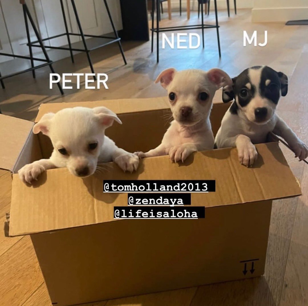 thealcchemy's tweet photo. this is so cute LOOK AT THEM😭 https://t.co/66RU5cgQWV