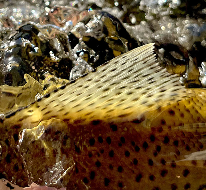 Fishing Forecast 1/12/2023 - 3riversangler.com/?p=1713652