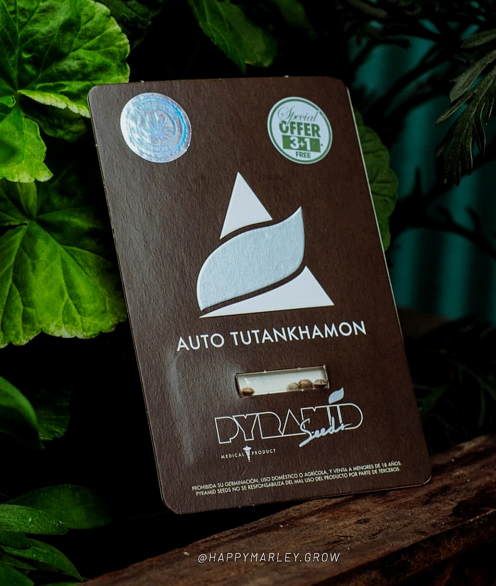 pyramidseeds's tweet image. Tutankhamon compacto  ramificado, con gran cantidad de flores muy cristalinas y esponjosas fácil de cultiva Predominancia sativa, efecto muy despejado cerebral, poco físico duradero.
#autofloreciente #semillas #semillasdecoleccion #semillasfeminizadas

ow.ly/Rk9M50Hq7vU