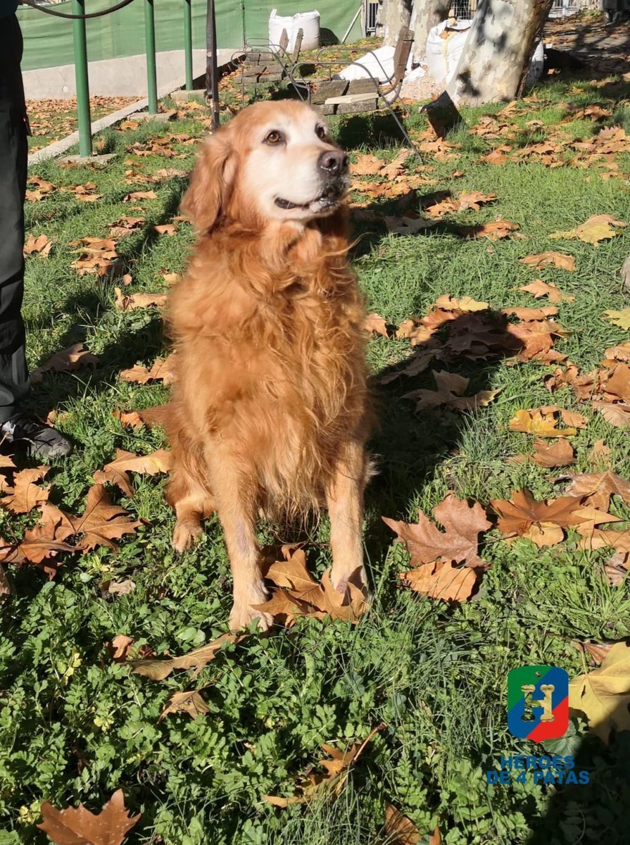 Nuestro agente #canino Van Gogh es sociable, cariñoso y divertido y se lleva bien con todo el mundo 

Se acaba de jubilar y está buscando formar parte de una nueva familia para su tan merecido descanso 

¿Quieres darle una oportunidad?👉🏻 heroesde4patas.org/perro/van-gogh/

#AdoptaUnJubilado