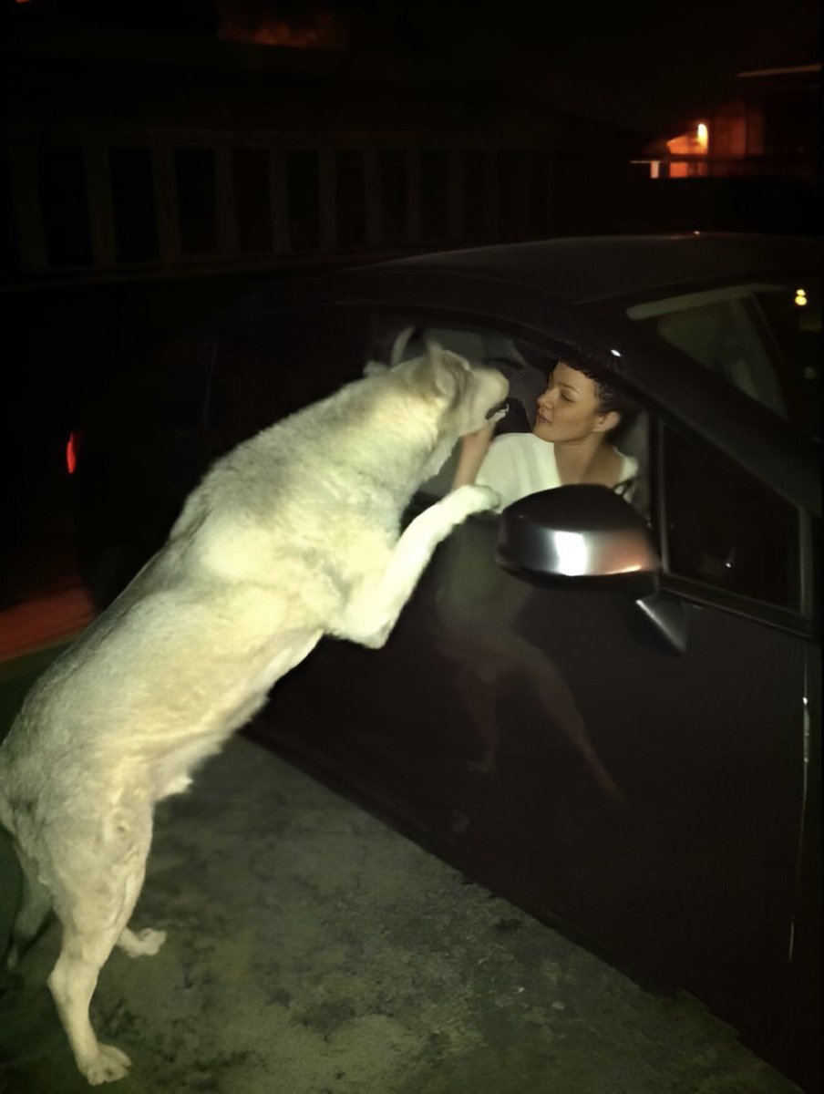 Noor Jehangir tweet media