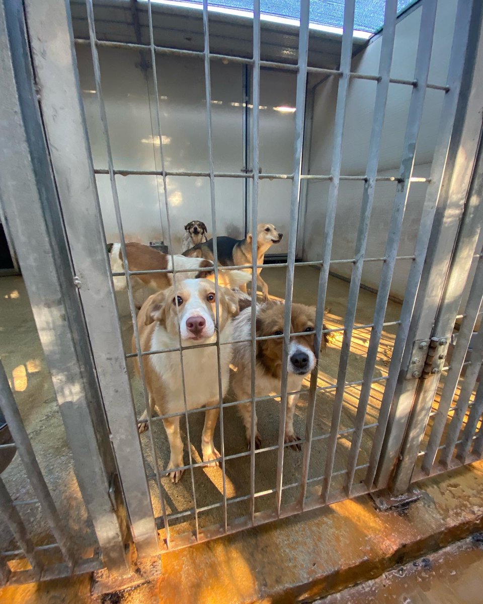 SosArgo's tweet photo. Yoshi 1 anno femmina sterilizzata taglia piccola . Dolcissima e meravigliosa! Nessuno ha chiamato per lei!Perchè? Manto color miele e occhi teneri!in Calabria ma può raggiungere il centro nord. Tel 3289633366 o 3277995741 @CondivisioneA @AdottaC #adoptme https://t.co/TNkP3EjiRF