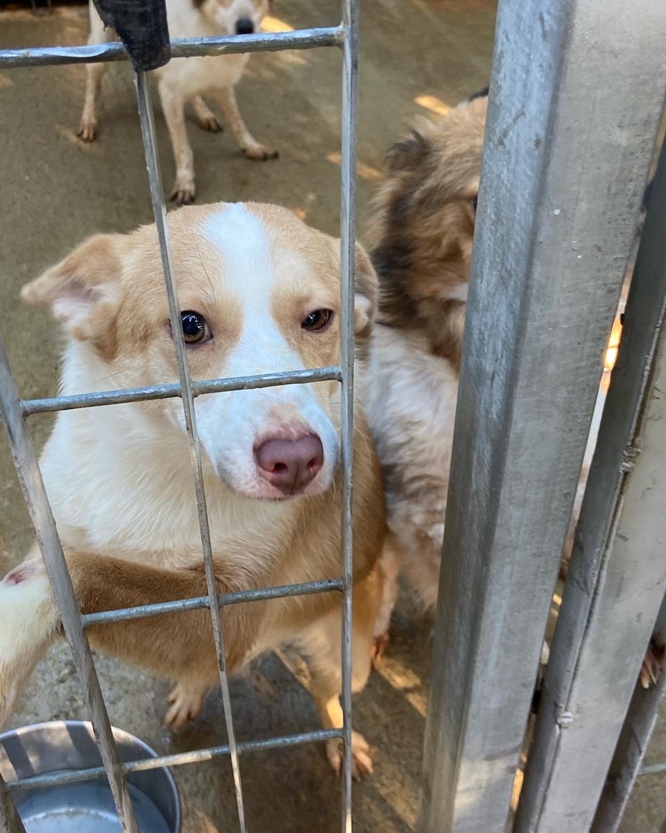 SosArgo's tweet photo. Yoshi 1 anno femmina sterilizzata taglia piccola . Dolcissima e meravigliosa! Nessuno ha chiamato per lei!Perchè? Manto color miele e occhi teneri!in Calabria ma può raggiungere il centro nord. Tel 3289633366 o 3277995741 @CondivisioneA @AdottaC #adoptme https://t.co/TNkP3EjiRF