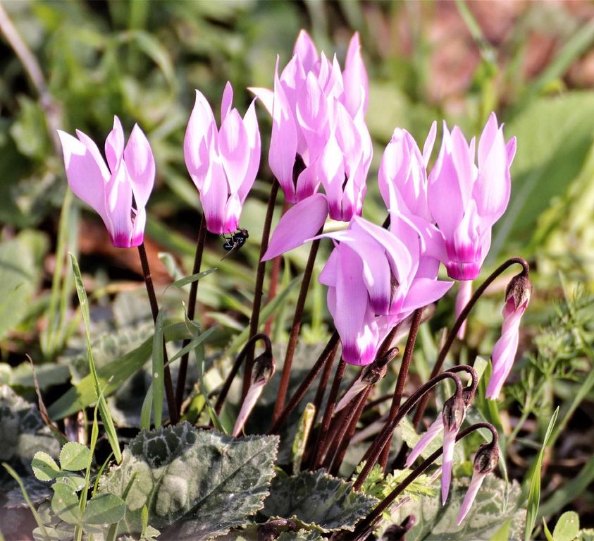 AlperJulian's tweet photo. #naturephotography #flowers #cyclamens #natureofisrael #israel #photography #photooftheday #israelnaturediary

Cyclamens at Nahal Amud https://t.co/StuKfFLzZW