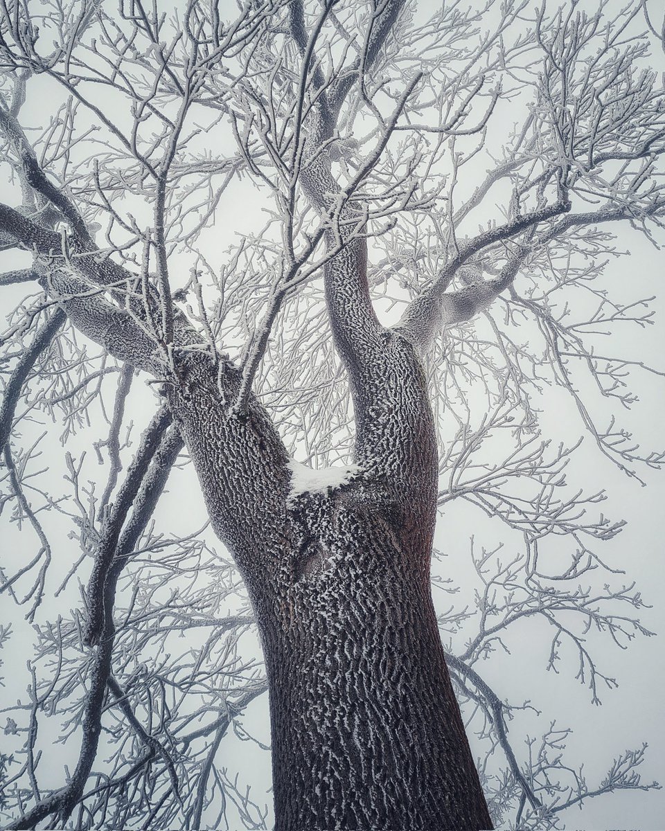 Zamrzlý strom. ❄️🧊💙
#winter #winterwonderland #wintertime #tree #trees #treephotography #frozentree #frostytree #mistymorning #foggymorning #mistyday #foggyday #nature #naturelove #naturelover #naturephotography #natureaddict #photography #samsungphotography #moodyphotography