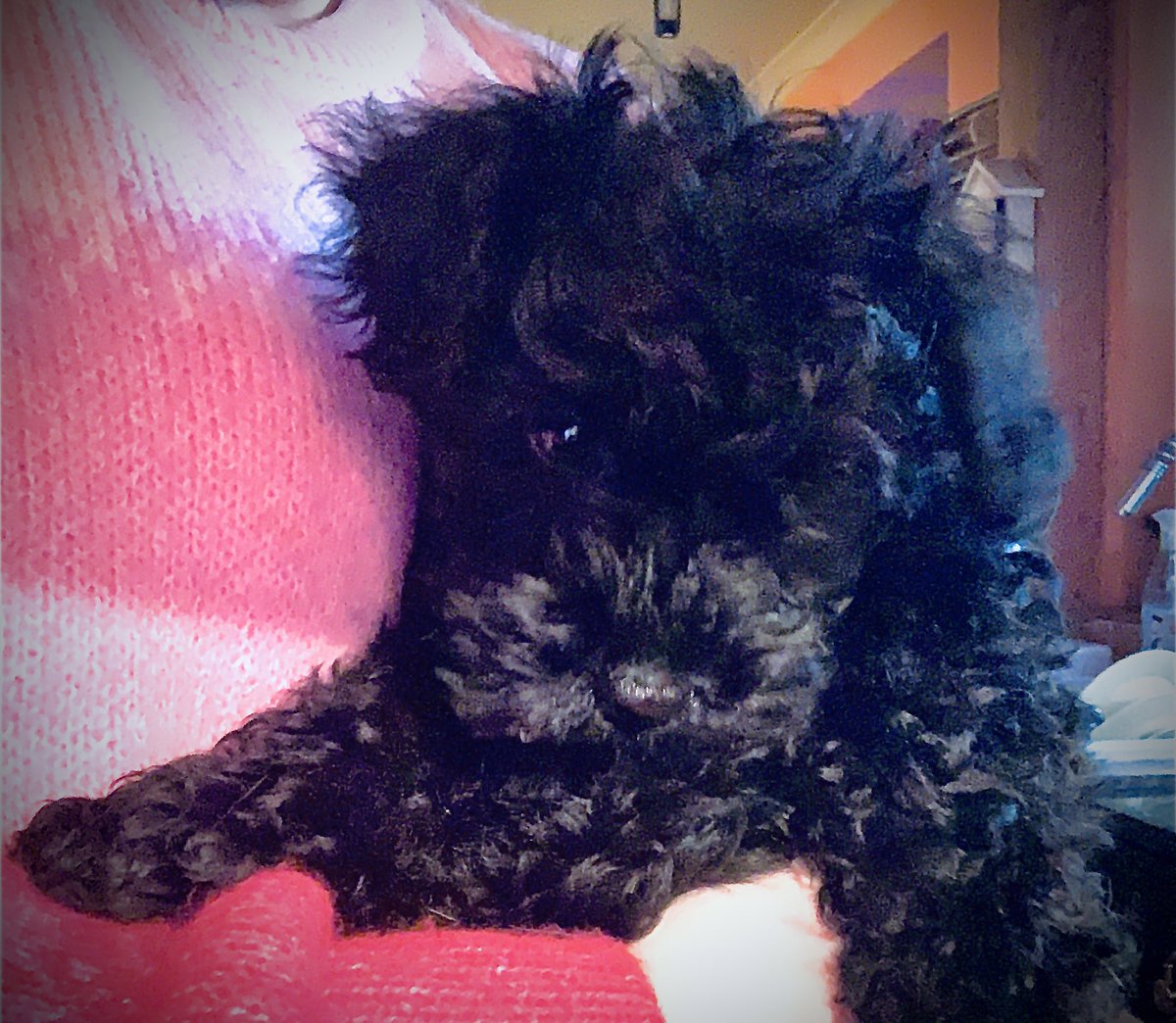 Daisy_Chemistry's tweet photo. @ScietechSmith Awh! Cute my Merry xx https://t.co/I6VexDewHG