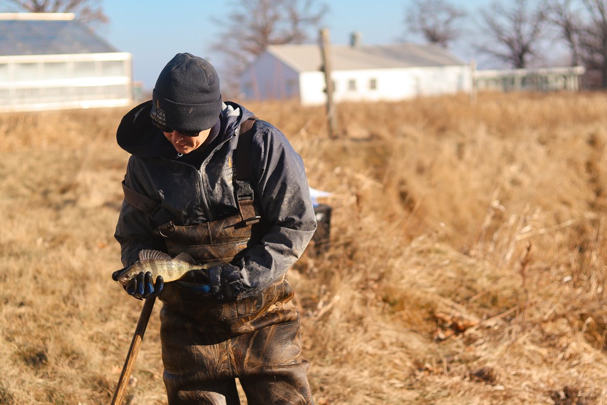 hungertaskforce's tweet photo. Did you know the Hunger Task Force Farm has a fish hatchery which grows over 40,000 fish a year? Our fish hatchery stocks 17 ponds and lagoons at parks throughout Milwaukee County. #gonefishing #fishhatchery #fish #HungerTaskForceFarm https://t.co/fIxG8dU805