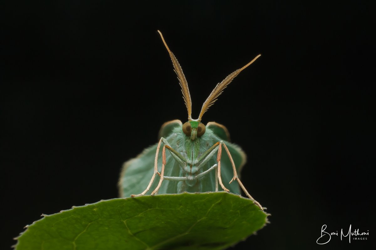 BoniMuthoni's tweet photo. The Little Creatures of Syokimau, Machakos county.
The all play a great role on the environment no matter how little. @mwarv @MitiAlliance @InsectsUnlocked @PolinatorsBio @savebutterflies @UNEP @MacroPhotoFun @collieryspoil #GreatPollinators https://t.co/IWxezCccUf