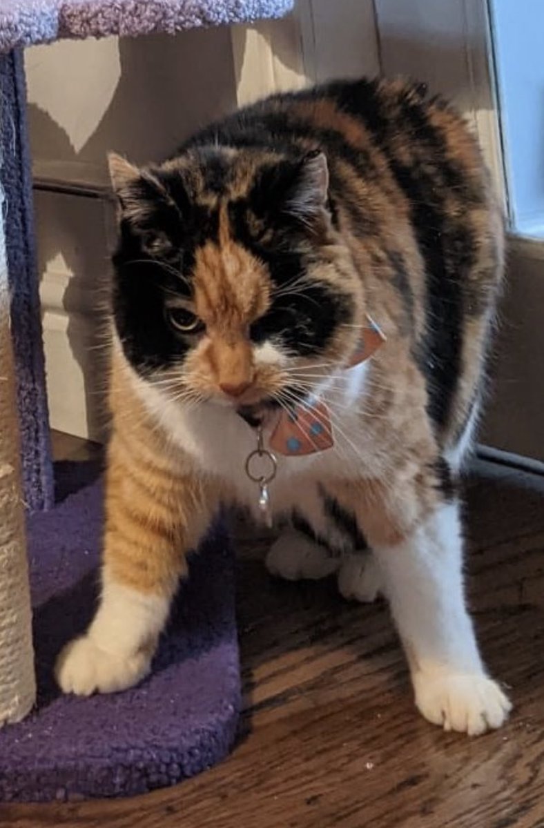 flyingsnow's tweet photo. Today is the one year anniversary of Willow's iconic STANCE photo, which my boyfriend was quick to remind me that he took. https://t.co/EHkKLcLJP1