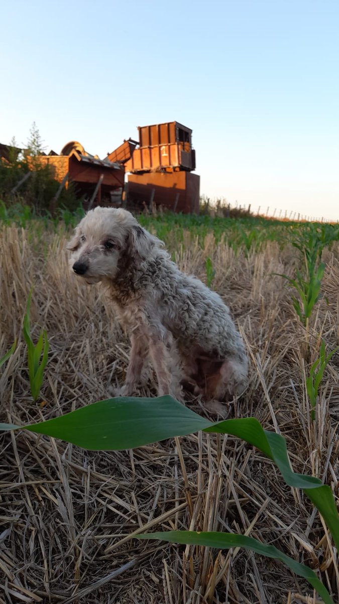 Rociyong's tweet image. Como empezó / como va