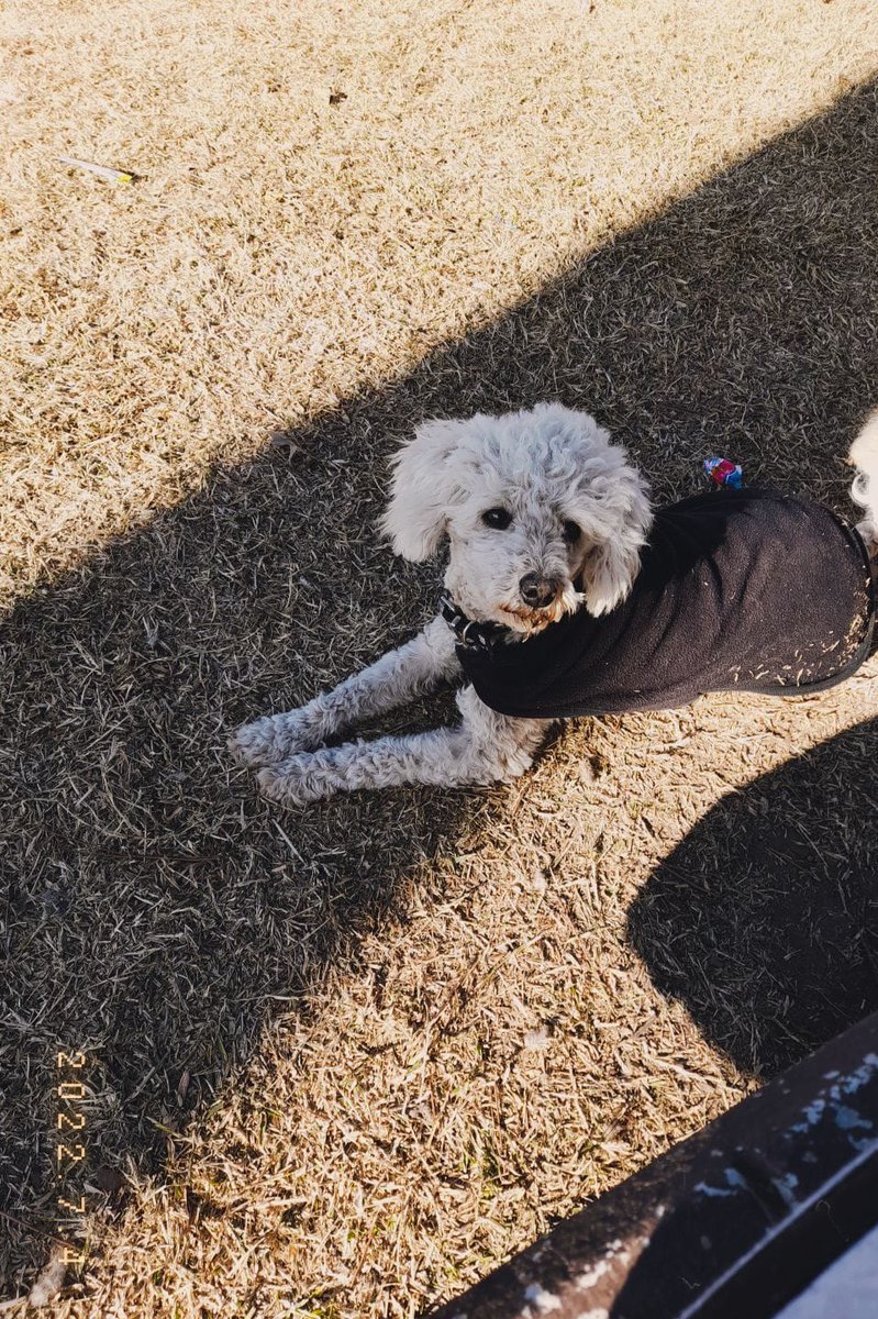 Rociyong's tweet image. Como empezó / como va