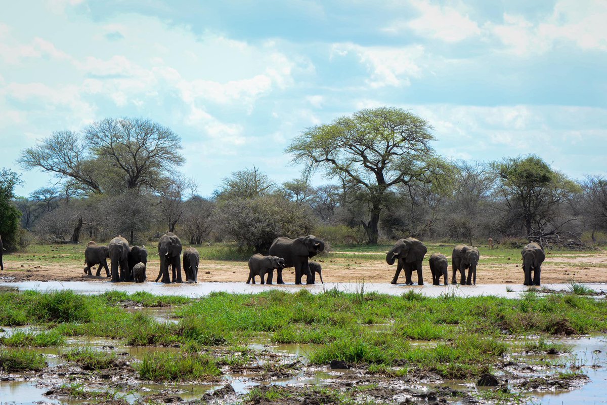 aut2breal's tweet photo. A perfect day in KNP #knp #kruger #krugerexplorer #elephants #nature #wildlifephotography #perfection https://t.co/Cd9HIBwkIb