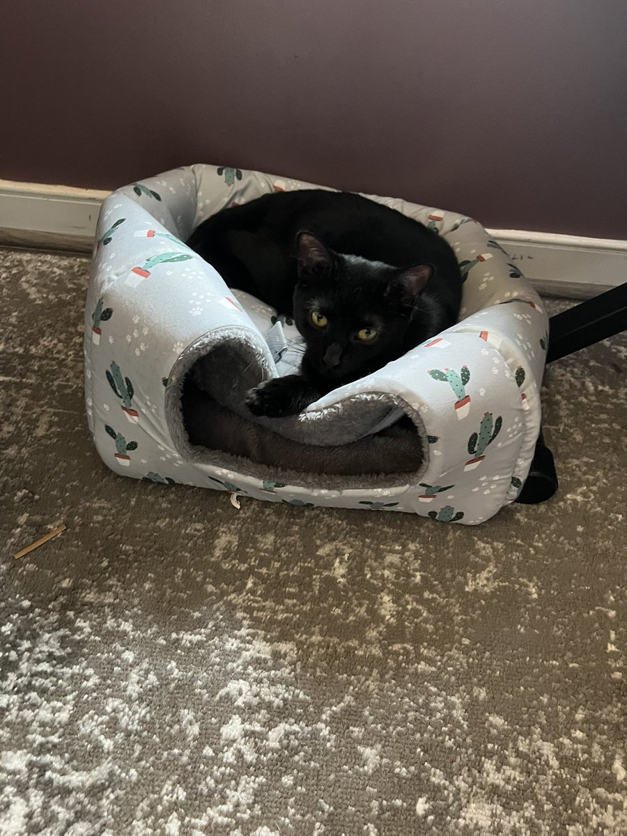 This is one way to use a cat tent 😂😂 what a cutie