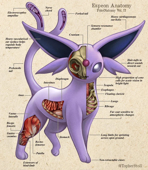 Mammals of Johto. Anatomical Fig. i 