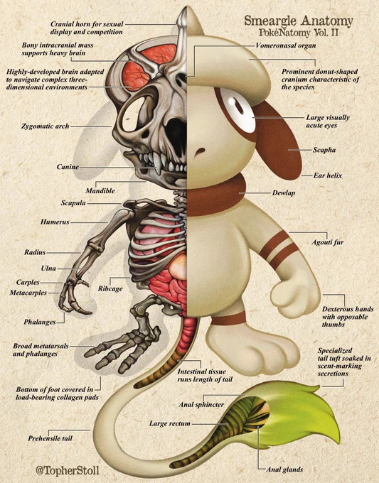 Mammals of Johto. Anatomical Fig. i 