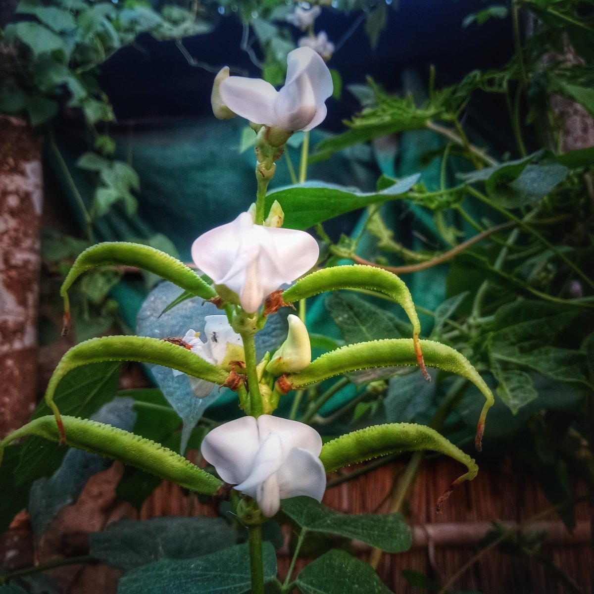 #flowerphotography #Flowers #NatureBeauty  #WildFlower #Odisha #photography #photo 💚  #BhubaneswarFirst